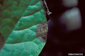 Image result for Colletoecema