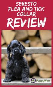 Seresto Flea Collar Reviews Will It Work On Your Dog Dog Skin Care Dog Training Tips Dog Insurance