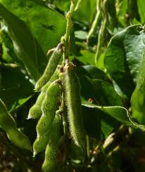 Image result for Neonotonia wightii