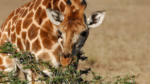 FISHY BUSINESS — Should I ask how cursed and dumb koalas are?...