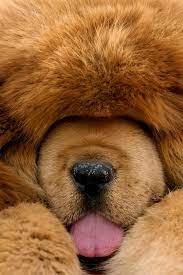 Taipei, chinese national olympic committee: Million Dollar Mastiffs On Sale At Chinese Dog Expo Taipei Times