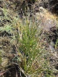 Image result for Eleocharis retroflexa