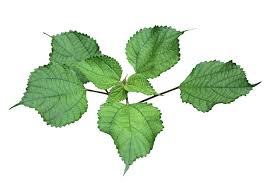 Image result for Boehmeria nivea