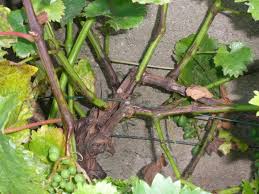 Image result for Metasphaeria diplodiella