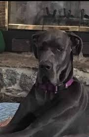 Random shots of our dogs. Home Big Paws Ranch Great Dane Puppies Citrus County