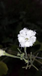 The snake gourd is native to southeastern asia and australia and is also grown in parts of tropical africa. Padma Gardens Pollination Snake Gourd Require Bees Or Facebook
