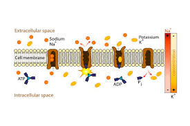 Active And Passive Transport Difference And Comparison