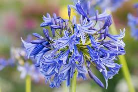 Image result for Agapanthus africanus