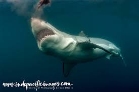 See more ideas about shark, white sharks, great white shark. Australian Great White Shark The Complete Guide Indopacificimages
