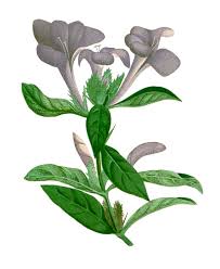 Image result for Barleria grandipetala