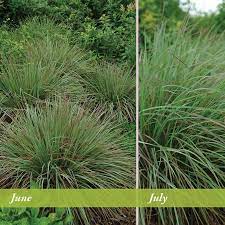 Schizachyrium scoparium 'standing ovation' plants thrive in poor, dry soil, too. Standing Ovation Little Bluestem Grass Schizachyrium High Country Gardens
