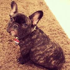 French bulldog boston terrier mix brindle. French Bulldog Brindle Brindle French Bulldog French Bulldog Puppies French Bulldog Brindle