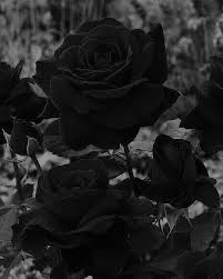 Aesthetic Black And White Rose Wallpaper I Really Wish I Lived In A Forest Where Black Roses Bloomed And A Blanket Of Stars Black Aesthetic Wallpaper Black Roses Wallpaper Black And White Picture Wall