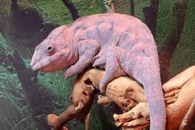 Do fish give birth out their mouth? How Do Chameleons Give Birth
