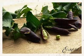 Anbau Von Erbsen Und Zuckerschoten Erntefibel De