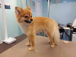 Category Pomeranian Dog Grooming Pomeranian Dog Pomeranian Puppy