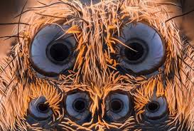 Wolf spiders often seem to be everywhere and nowhere at the same time. Spencer Pest Servicesinteresting Wolf Spider Facts Spencer Pest Services