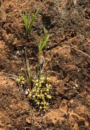 Image result for Cynanchum praecox