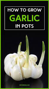 Infomedia Live How To Grow Garlic In Pots Infomedia Live Grow Garlic Indoors Growing Garlic Garlic Garden