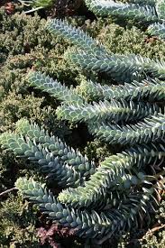Image result for Euphorbia ugandensis