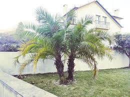 If you've had the plant for a while and don't use chemical fertilizer, then take a close look to see if the plant has spider mites. How Do Palm Tree Roots Grow How Deep Wide Can They Cause Damage