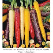 La Pregermination Pour De Meilleures Carottes Jardinier Paresseux Legumes Biologiques Ensemence Graines De Jardin