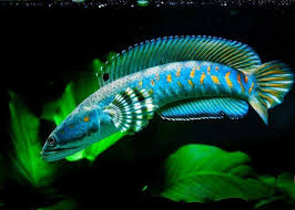 Channa Pulchra Pinterest Media Analytics Pikove Aquarium Fish Snakehead Fish Freshwater Fish
