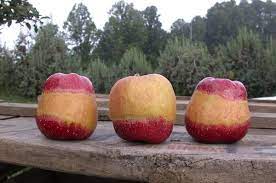 Maybe you would like to learn more about one of these? North Carolina Production Guide For Smaller Orchard Plantings Nc State Extension Publications