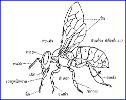 นม แน น