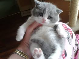 Available red mackerel tabby and white british shorthair female. Brown And White British Shorthair Cat Novocom Top