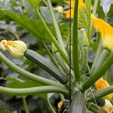 Should you prune zucchini plants. Zucchini Sowing Growing And Harvesting Zucchinis Video