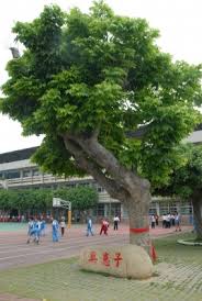 Image result for Sapindus