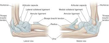 Here we will look in detail about the ligaments, the the ucl is responsible for holding the ulna to the humerus which are bones of the lower arm and upper arm respectively. Elbow Joint Ligaments Google Search Biceps Brachii Joint Radius And Ulna