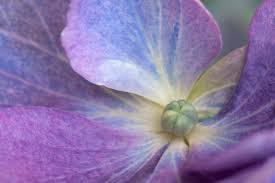 Hortensien (hydrangea) sind aufrecht wachsende, überwiegend sommergrüne blütensträucher oder kletterpflanzen und namensgebend für die familie der hortensiengewächse (hydrangeaceae). Hortensien Geballte Blutenpracht Gartenzauber