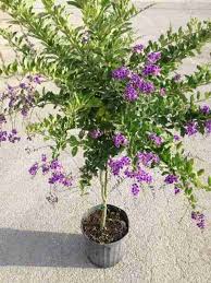 Image result for Duranta erecta