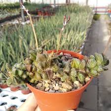 Image result for Anacampseros subnuda