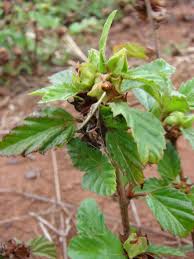 Image result for Malvastrum coromandelianum