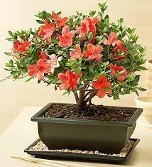 An azalea bonsai, with flowers, italy. Azalea Bonsai 1 800 Flowers Review