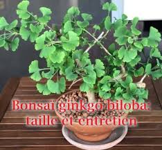Supprimez 2 branches qui poussent. Bonsai Ginkgo Biloba Taille Et Entretien Aloevera Ginkgo Com
