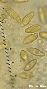 Image result for Xerocomellus diffractus