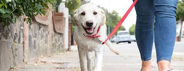 How often should i walk my puppy? How To Train A Puppy To Walk On A Lead Purina