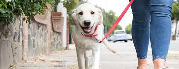 • closed circuit wires run underground are the most common. How To Train A Puppy To Walk On A Lead Purina