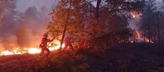 Maybe you would like to learn more about one of these? El Incendio Forestal De Arico Se Encuentra Estabilizado Pero No Controlado