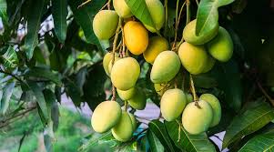 3,608 likes · 17 talking about this. Kesar Mangoes Lion Foods India