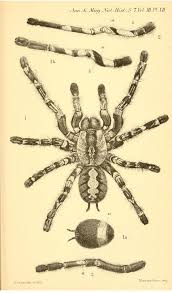 An Illustration Of A Tarantula From The Family Poecilotheria