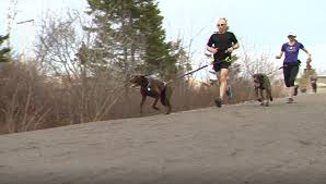 His offensive skills would mesh well with those of the diminutive winger. Who Let The Dogs Out Halifax Group Building Connections Between Hounds And Humans Halifax Globalnews Ca
