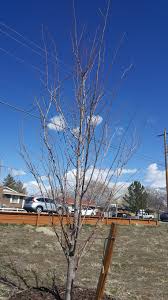 The santa rose plum tree requires 600 chill hours. Santa Rosa Plum Tree Pruning Backyardorchard