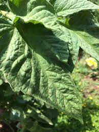 Determining the cause can help you begin treatment. Tiny Black Spots On Tomato Leaves 470217 Ask Extension