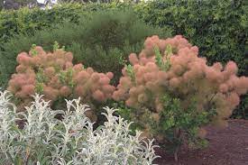 Check spelling or type a new query. Buying And Growing Smoke Trees And Smoke Bushes Lambley Nursery