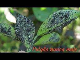 Ele está em todas as partes e pode ser encontrado no solo e no ar, até mesmo nos narizes e nas membranas mucosas de pessoas. Como Eliminar Pulgao Das Plantas Simples E Rapido Youtube